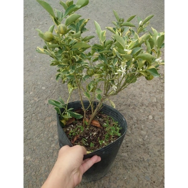 Cây tắc cẩm thạch hạnh cẩm thạch size trung chậu cây đang cho hoa quả - Giá ưu đãi 65.000đ