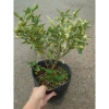 Cây tắc cẩm thạch hạnh cẩm thạch size trung chậu cây đang cho hoa quả - Giá ưu đãi 65.000đ 7