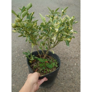 Cây tắc cẩm thạch hạnh cẩm thạch size trung chậu cây đang cho hoa quả - Giá ưu đãi 65.000đ