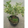 Cây tắc cẩm thạch hạnh cẩm thạch size trung chậu cây đang cho hoa quả - Giá ưu đãi 65.000đ 8