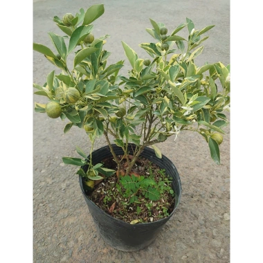 Cây tắc cẩm thạch hạnh cẩm thạch size trung chậu cây đang cho hoa quả - Giá ưu đãi 65.000đ