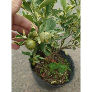 Cây tắc cẩm thạch hạnh cẩm thạch size trung chậu cây đang cho hoa quả - Giá ưu đãi 65.000đ