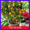 Cây tắc chua (cây quất, cây hạnh) đang cho trái - Giá ưu đãi 39.000đ, giảm từ 48.360đ