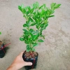 Cây tắc chua (cây quất, cây hạnh) đang cho trái - Giá ưu đãi 39.000đ, giảm từ 48.360đ 2