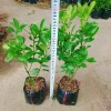 Cây tắc chua (cây quất, cây hạnh) đang cho trái - Giá ưu đãi 39.000đ, giảm từ 48.360đ 3