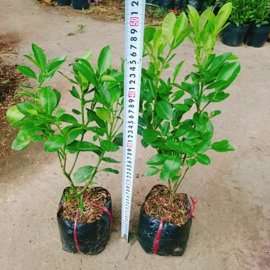 Cây tắc chua (cây quất, cây hạnh) đang cho trái - Giá ưu đãi 39.000đ, giảm từ 48.360đ