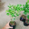 Cây tắc chua (cây quất, cây hạnh) đang cho trái - Giá ưu đãi 39.000đ, giảm từ 48.360đ 4