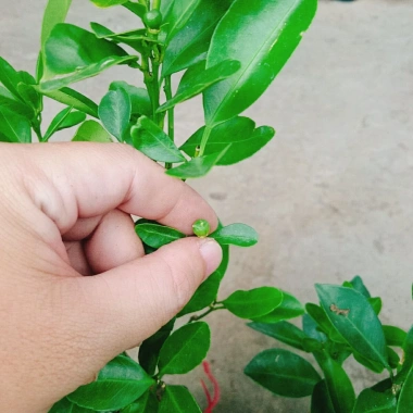 Cây tắc chua (cây quất, cây hạnh) đang cho trái - Giá ưu đãi 39.000đ, giảm từ 48.360đ