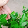 Cây tắc chua (cây quất, cây hạnh) đang cho trái - Giá ưu đãi 39.000đ, giảm từ 48.360đ 6