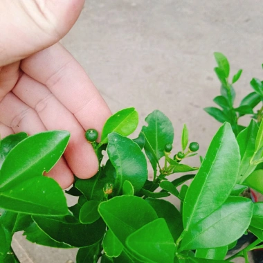 Cây tắc chua (cây quất, cây hạnh) đang cho trái - Giá ưu đãi 39.000đ, giảm từ 48.360đ