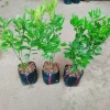 Cây tắc chua (cây quất, cây hạnh) đang cho trái - Giá ưu đãi 39.000đ, giảm từ 48.360đ 7