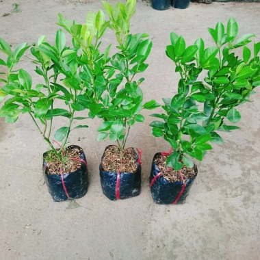 Cây tắc chua (cây quất, cây hạnh) đang cho trái - Giá ưu đãi 39.000đ, giảm từ 48.360đ