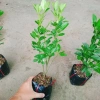 Cây tắc chua (cây quất, cây hạnh) đang cho trái - Giá ưu đãi 39.000đ, giảm từ 48.360đ 8