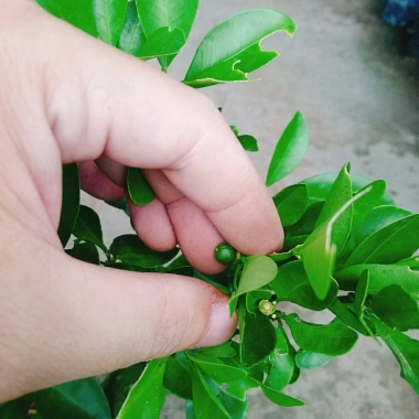 Cây tắc chua (cây quất, cây hạnh) đang cho trái - Giá ưu đãi 39.000đ, giảm từ 48.360đ 9 Cây tắc chua (cây quất, cây hạnh) đang cho trái - Giá ưu đãi 39.000đ, giảm từ 48.360đ 9