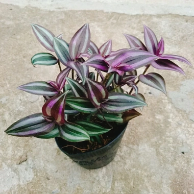 Cây Thài Lài Tía tươi - Rau chay sạch, giá chỉ 18.000đ, giảm từ 21.600đ, dinh dưỡng cao, dễ trồng