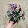 Cây Thài Lài Tía tươi - Rau chay sạch, giá chỉ 18.000đ, giảm từ 21.600đ, dinh dưỡng cao, dễ trồng 5