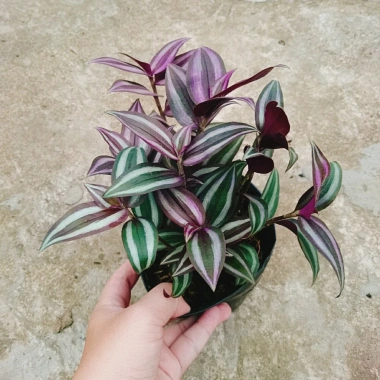 Cây Thài Lài Tía tươi - Rau chay sạch, giá chỉ 18.000đ, giảm từ 21.600đ, dinh dưỡng cao, dễ trồng 5 Cây Thài Lài Tía tươi - Rau chay sạch, giá chỉ 18.000đ, giảm từ 21.600đ, dinh dưỡng cao, dễ trồng 5