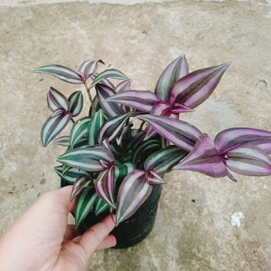 Cây Thài Lài Tía tươi - Rau chay sạch, giá chỉ 18.000đ, giảm từ 21.600đ, dinh dưỡng cao, dễ trồng 6 Cây Thài Lài Tía tươi - Rau chay sạch, giá chỉ 18.000đ, giảm từ 21.600đ, dinh dưỡng cao, dễ trồng 6