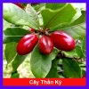 Cây thần kỳ - Cây cảnh đẹp, thay đổi vị giác, giá ưu đãi 65.000đ siêu tiết kiệm