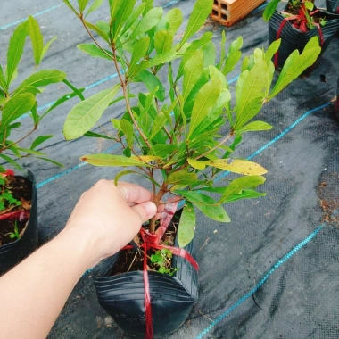 Cây thần kỳ - Cây cảnh đẹp, thay đổi vị giác, giá ưu đãi 65.000đ siêu tiết kiệm 4
