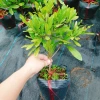 Cây thần kỳ - Cây cảnh đẹp, thay đổi vị giác, giá ưu đãi 65.000đ siêu tiết kiệm 5