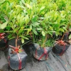 Cây thần kỳ - Cây cảnh đẹp, thay đổi vị giác, giá ưu đãi 65.000đ siêu tiết kiệm 7