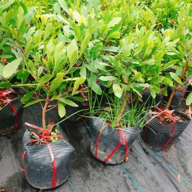 Cây thần kỳ - Cây cảnh đẹp, thay đổi vị giác, giá ưu đãi 65.000đ siêu tiết kiệm 7