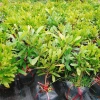 Cây thần kỳ - Cây cảnh đẹp, thay đổi vị giác, giá ưu đãi 65.000đ siêu tiết kiệm 8
