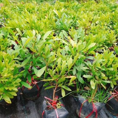 Cây thần kỳ - Cây cảnh đẹp, thay đổi vị giác, giá ưu đãi 65.000đ siêu tiết kiệm 8
