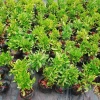 Cây thần kỳ - Cây cảnh đẹp, thay đổi vị giác, giá ưu đãi 65.000đ siêu tiết kiệm 9