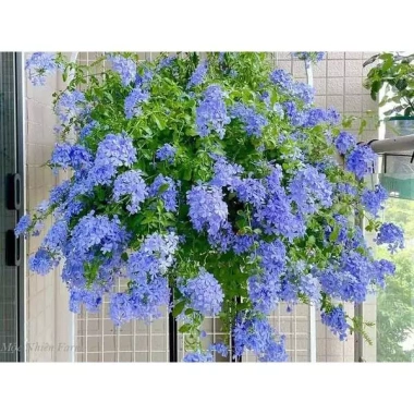 Cây thanh xà chậu treo 25cm, hoa tím xanh - Trang trí ban công, sân vườn, giá 22.000₫