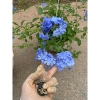 Cây thanh xà chậu treo 25cm, hoa tím xanh - Trang trí ban công, sân vườn, giá 22.000₫ 4