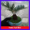 Cây thiên tuế mini trong chậu cảnh mini để bàn - phong thủy tốt, giảm giá 198.000đ