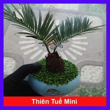 Cây thiên tuế mini trong chậu cảnh mini để bàn - phong thủy tốt, giảm giá 198.000đ