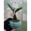 Cây thiên tuế mini trong chậu cảnh mini để bàn - phong thủy tốt, giảm giá 198.000đ 2