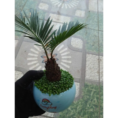 Cây thiên tuế mini trong chậu cảnh mini để bàn - phong thủy tốt, giảm giá 198.000đ