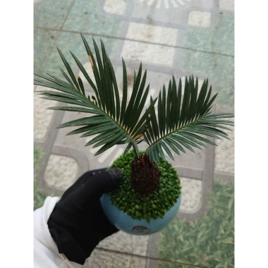 Cây thiên tuế mini trong chậu cảnh mini để bàn - phong thủy tốt, giảm giá 198.000đ