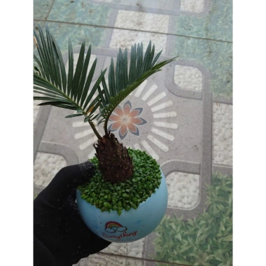 Cây thiên tuế mini trong chậu cảnh mini để bàn - phong thủy tốt, giảm giá 198.000đ