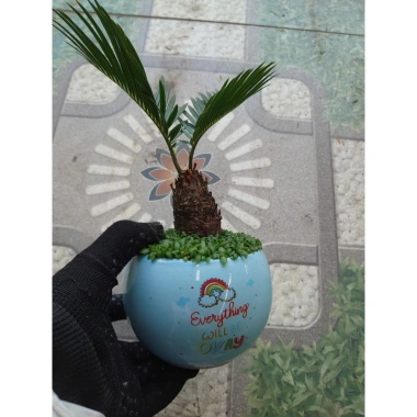 Cây thiên tuế mini trong chậu cảnh mini để bàn - phong thủy tốt, giảm giá 198.000đ