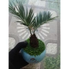 Cây thiên tuế mini trong chậu cảnh mini để bàn - phong thủy tốt, giảm giá 198.000đ 8