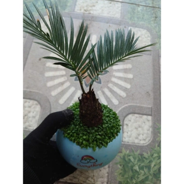 Cây thiên tuế mini trong chậu cảnh mini để bàn - phong thủy tốt, giảm giá 198.000đ