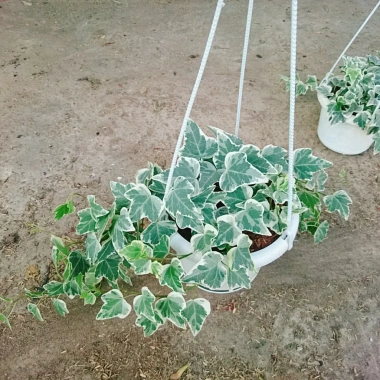 Cây Thường Xuân - Cây cảnh sân vườn, giá ưu đãi 83.000 VND, gốc 103.750 VND, dễ trồng