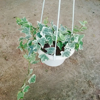 Cây Thường Xuân - Cây cảnh sân vườn, giá ưu đãi 83.000 VND, gốc 103.750 VND, dễ trồng