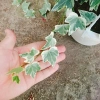 Cây Thường Xuân - Cây cảnh sân vườn, giá ưu đãi 83.000 VND, gốc 103.750 VND, dễ trồng 5