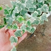 Cây Thường Xuân - Cây cảnh sân vườn, giá ưu đãi 83.000 VND, gốc 103.750 VND, dễ trồng 6