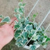 Cây Thường Xuân - Cây cảnh sân vườn, giá ưu đãi 83.000 VND, gốc 103.750 VND, dễ trồng 7