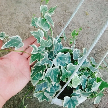 Cây Thường Xuân - Cây cảnh sân vườn, giá ưu đãi 83.000 VND, gốc 103.750 VND, dễ trồng 7 Cây Thường Xuân - Cây cảnh sân vườn, giá ưu đãi 83.000 VND, gốc 103.750 VND, dễ trồng 7