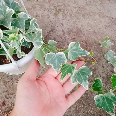Cây Thường Xuân - Cây cảnh sân vườn, giá ưu đãi 83.000 VND, gốc 103.750 VND, dễ trồng 8 Cây Thường Xuân - Cây cảnh sân vườn, giá ưu đãi 83.000 VND, gốc 103.750 VND, dễ trồng 8