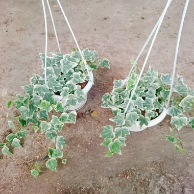 Cây Thường Xuân - Cây cảnh sân vườn, giá ưu đãi 83.000 VND, gốc 103.750 VND, dễ trồng 9 Cây Thường Xuân - Cây cảnh sân vườn, giá ưu đãi 83.000 VND, gốc 103.750 VND, dễ trồng 9