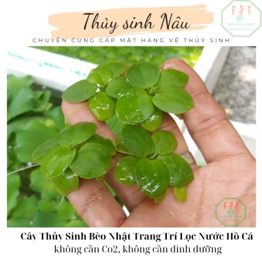 Cây Thủy Sinh Bèo Nhật Lọc Nước Hồ - Giá 16.726₫, Giảm Giá, Trang Trí Hồ Cá